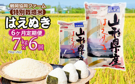 [令和6年産先行予約] 特別栽培米はえぬき 7kg (5kg+2kg)×6ヶ月[定期便] 鶴岡協同ファーム