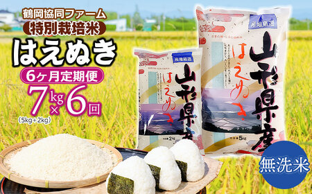 [令和6年産先行予約] 特別栽培米はえぬき 無洗米 7kg (5kg+2kg)×6ヶ月[定期便] 鶴岡協同ファーム