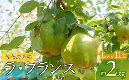 [令和6年産] ラ・フランス Lサイズ 約2kg(11玉) 山形県鶴岡市産 佐藤農園