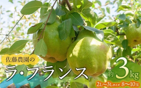 [令和7年産先行予約] ラ・フランス 2L〜3L 約3kg(8〜10玉)山形県鶴岡市産 佐藤農園