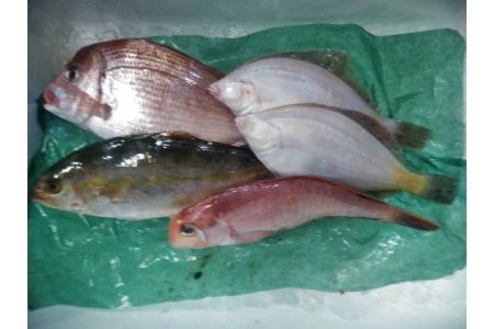 庄内浜鮮魚セット(下処理済み)4〜6種類