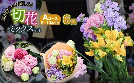 何が届くかお楽しみ★【6ヶ月定期便】鶴岡産切花ミックスセット Aコース6回　花蔵（HANAZO）　K-733