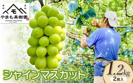 [令和7年産先行予約]シャインマスカット 2房入り (約1.2kg) やまも果樹園