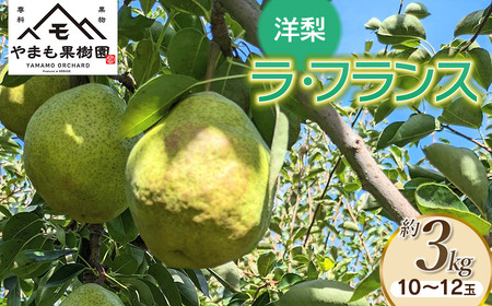 [令和7年産先行予約]洋梨 ラ・フランス 約3kg(10〜12玉) やまも果樹園