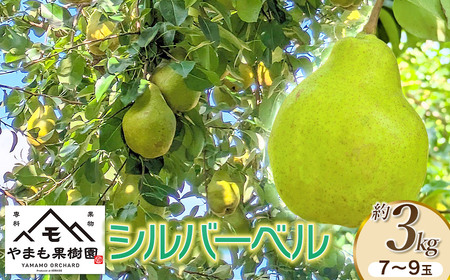 [令和7年産先行予約]洋梨 シルバーベル 約3kg(7〜9玉) やまも果樹園
