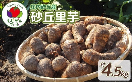 [令和7年産先行予約] 庄内砂丘産 砂丘里芋 約4.5Kg しじぜんファーム