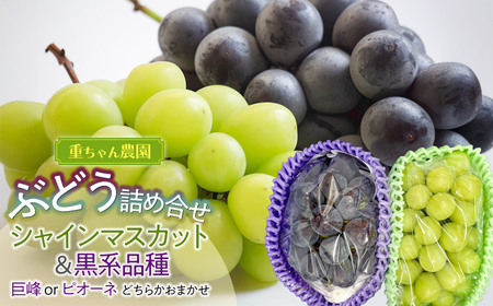 [令和8年産先行予約] ぶどう詰め合わせ 2房 (シャインマスカットと黒系品種 各1房) 山形県鶴岡市 重ちゃん農園