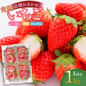 [令和8年産] 庄内産 完熟いちご 詰め合わせ (品種おまかせ) 1kg Lサイズ以上 株式会社 鶴岡中央青果 | 厳選 苺 東北 山形 鶴岡 庄内産 甘い イチゴ 産地直送 よつぼし 章姫 おとめ心 春 旬 果物