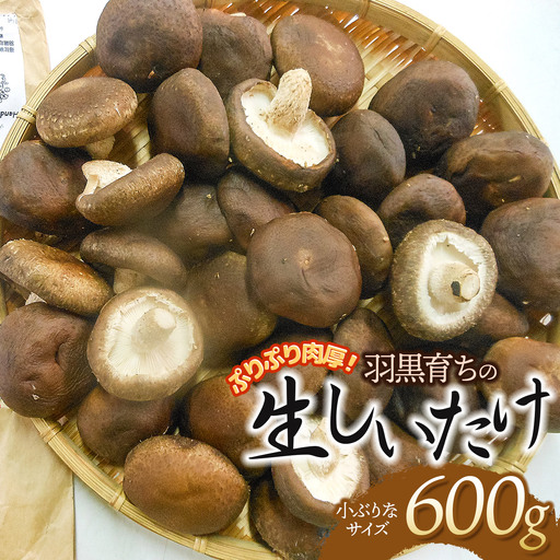 ぷりぷり肉厚!羽黒育ちの生しいたけ 600g(小ぶりなサイズ) 山形県鶴岡市 産直あさひ・グー K-810 | しいたけ 椎茸 シイタケ 食品 野菜 きのこ 肉厚 国産 産地直送 新鮮 おすすめ おいしい 人気 ご当地 お取り寄せ 返礼品