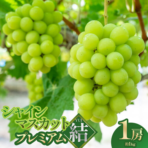 [令和8年先行予約] シャインマスカット プレミアム「結」 1房(約1kg) 山形県鶴岡市 みのりファーム 