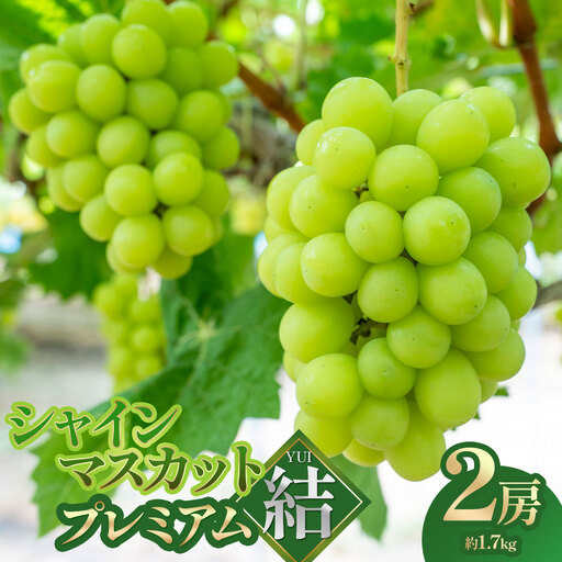 【令和8年先行予約】　シャインマスカット プレミアム「結」 2房(約1.7kg)　山形県鶴岡市　みのりファーム　| ぶどう ブドウ 葡萄 マスカット 甘い 大粒 旬 期間限定 産地直送 果物 くだもの フルーツ ギフト 贈答 人気 お取り寄せ 返礼品