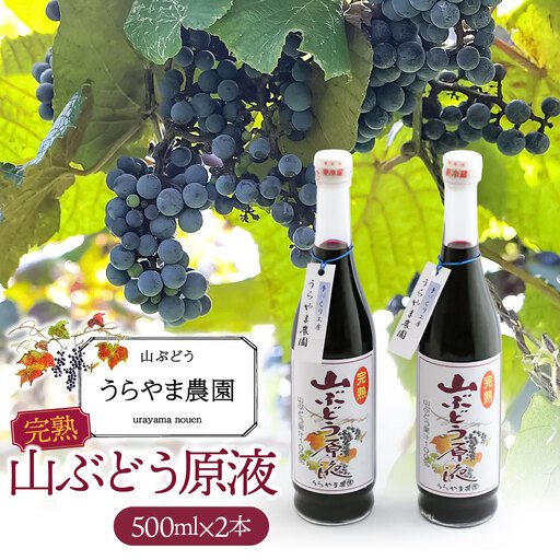 [無添加]うらやま農園の完熟山ぶどう原液 500ml×2本 山形県鶴岡市 K-844 | やまぶどう 飲料 果汁 飲料 滋養強壮 疲労回復 アンチエイジング 美容 ポリフェノール 贈り物 ギフト お取り寄せ 返礼品