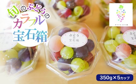 [令和7年産先行予約]お楽しみ!旬のぶどうのカラフル宝石箱 350g×5カップ カラフルぶどう園