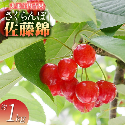 【令和8年産先行予約】さくらんぼ　佐藤錦 約1kg 山形県庄内産　丸果庄内青果　| サクランボ チェリー 佐藤錦 果物 くだもの フルーツ 1キロ 甘い 完熟 旬 産地直送 人気 美味しい 2026年産 お取り寄せ 山形県 鶴岡市 東北 返礼品
