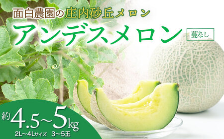 [令和7年産 先行予約] 庄内砂丘メロン 2L〜4Lサイズ 約4.5kg〜5kg (3〜5玉) つるなしアンデスメロン 山形県鶴岡市産 面白農園