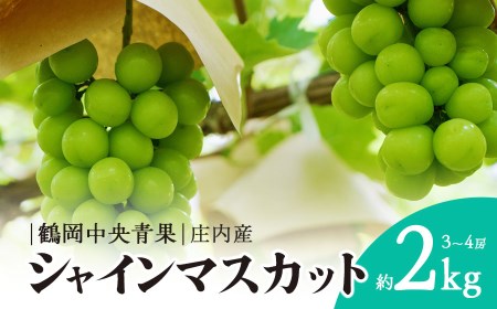 [令和7年産先行予約] シャインマスカット 2kg (3~4房) 山形県鶴岡市 株式会社 鶴岡中央青果