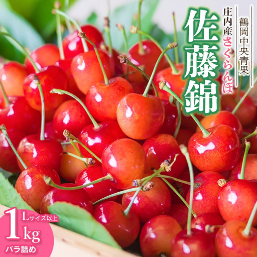 [令和8年産]さくらんぼ 佐藤錦 バラ詰め 1kg Lサイズ以上 山形県鶴岡市 鶴岡中央青果 