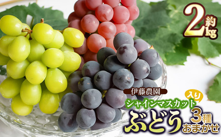信州葡萄詰合せ　巨峰　黄甘　ピオーネ　種無し　4kg(9房) ブドウ ぶどうわ