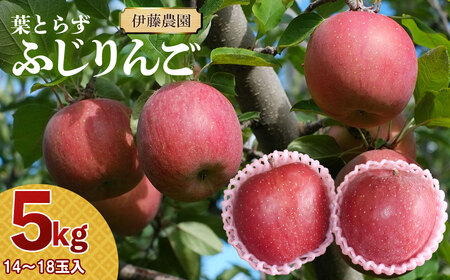 [令和6年産 先行予約]葉とらずリンゴ「ふじりんご」 約5kg(14〜18玉入) 伊藤農園