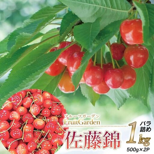 【令和8年産】フルーツガーデンのさくらんぼ 〈佐藤錦〉 バラ詰め L～2Lサイズ 1kg（500g×2）山形県鶴岡市　| サクランボ チェリー 佐藤錦 果物 くだもの フルーツ 1キロ 甘い 完熟 旬 産地直送 果汁 人気 美味しい 2026年産 お取り寄せ 庄内地方 東北 返礼品