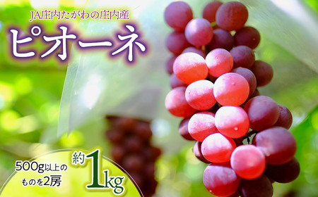 [令和8年産先行予約]JA庄内たがわの庄内産ぶどう ピオーネ 約1kg K-830