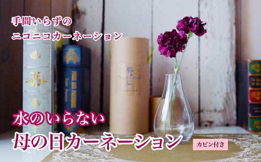 SL0310　【母の日2026】 フリーズドライフラワー 「水のいらないカーネーションギフト ニコニコ」
