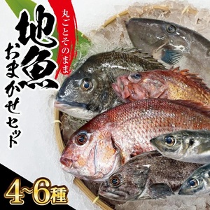 地魚おまかせセット 計2kg以上(4〜6種類入)