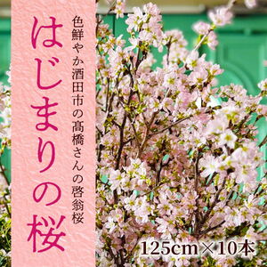 春を告げる庄内の桜 「はじまりの桜2026」 酒田市の高橋さんの啓翁桜 125cm