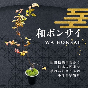 和ボンサイ(WA BONSAI)) 季節を感じる小さな宇宙
