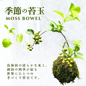 苔玉(MOSS BOWEL) 季節の苔玉