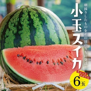 SA2886　山形県産 小玉スイカ 姫甘泉 「ルパン」　7kg以上(6玉入) 朝採り 農家直送