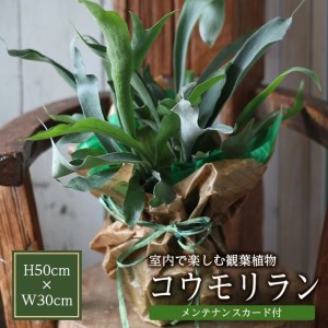 FKK19-273_大人気！癒しの観葉植物ビカクシダコルク板付（グランデ