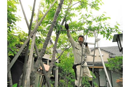 庭木お手入れサービス(庭木の剪定・草刈り4時間×2人)