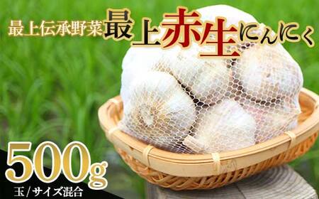 [2025年発送] 最上伝承野菜[最上赤生にんにく] 500g(玉・M、L、2Lサイズ混合) 生にんにく ニンニク 薬味 ガーリック 野菜