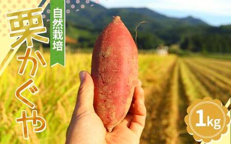 [先行予約] 自然栽培 栗かぐや 1kg(3〜5本) さつまいも サツマイモ 芋 山形県 新庄市