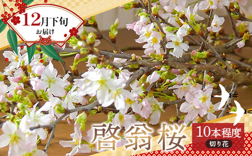 ≪12月下旬お届け≫山形県 新庄市産 啓翁桜 切り花(約80cm×10本程度) 2026年12月下旬から順次発送 新年 新春 元旦 正月 飾り 年末 年内 桜 さくら 植物 花 贈答 贈り物 ギフト プレゼント 自宅 家庭