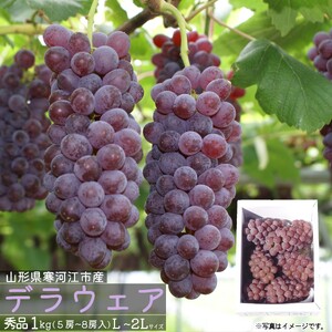 [先行予約] 令和8年産 種なし ぶどう デラウェア 秀品 1kg (L - 2Lサイズ) 山形県産[2026年7月下旬頃から8月上旬頃発送予定] ※配送不可 沖縄・離島