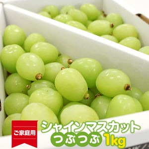 [先行予約][ご家庭用]令和8年産 訳ありシャインマスカット つぶつぶ 1kg 山形県産 2026年産 [2026年9月上旬頃〜10月中旬頃発送予定]※配送不可 沖縄・離島