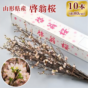 【2025年12月下旬頃発送】啓翁桜 計10本（80cm×10本）【日付指定不可】 山形県産 山形産 お取り寄せ 特産 フラワー アレンジメント 華道 生け 花 正月 新年 飾り 冬 春 雪 花見 和室 玄関 床の間 植物 観賞用　013-K-JA003