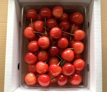 さくらんぼ(佐藤錦か紅秀峰)500g ご家庭用