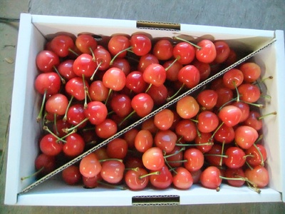 ځiтgGjP@ƒp@0030-2603