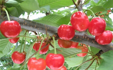 さくらんぼ(やまがた紅王)500g