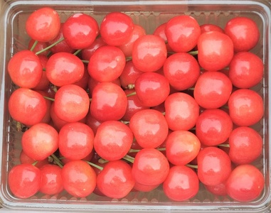 温室さくらんぼ(佐藤錦)500g ご家庭用