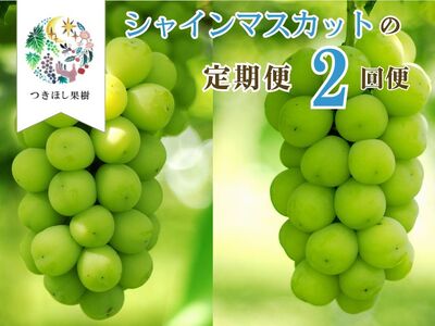 [2026年発送][定期便:全2回]完熟シャインマスカット1kg以上を2回お届け