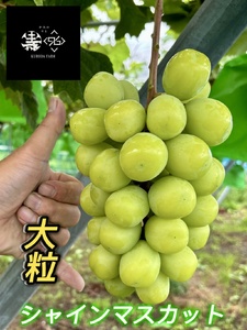 シャインマスカット 大粒 1房 600g以上 特秀品
