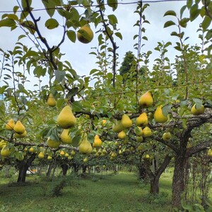 西洋梨(品種おまかせ)3kg