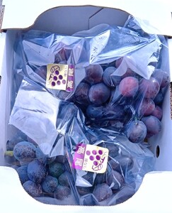 山形のぶどう(高尾)2〜4房 合計2kg ご家庭用