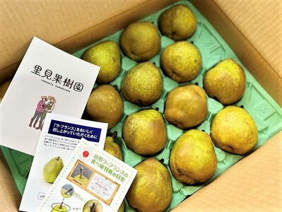 西洋梨（ラ・フランス）５ｋｇ　１６～２０玉　0079-2618