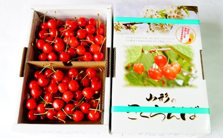 さくらんぼ（佐藤錦）１ｋｇ（５００ｇ×２パック）　特秀品　Ｌ玉以上　0012-2609