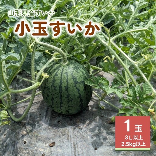 小玉すいか（ひとりじめBONBON）１玉　0011-2601